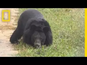 Video: Rescued Bear With Amputated Paws Learns to Walk Again
